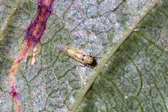 leafhopper [Arboridia ribauti]