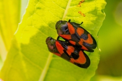 Red-and-black Froghopper [Cercopis vulnerata]