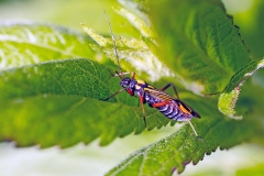 Fine-streaked Bugkin [Miris striatus]