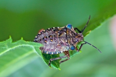 Forest Bug [Pentatoma rufipes]