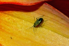 Common Nettle Flower Bug [Plagiognathus arbustorum]
