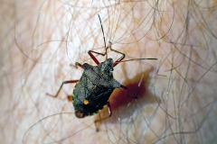 Forest Bug [Pentatoma rufipes]