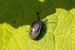 Gorse Shieldbug [Piezodorus lituratus]