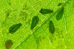 Sycamore Periphyllus Aphid [Periphyllus acericola]