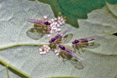 Sycamore Periphyllus Aphid [Periphyllus acericola]