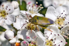 Green Shield Bug [Palomena prasina]