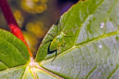 Lucerne Bug [Adelphocoris lineolatus]