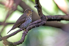 TURDIDAE, MUSCICAPIDAE, CINCLIDAE, CHLOROPSEIDAE & DICAEIDAE