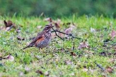 Redwing [Turdus iliacus coburni]