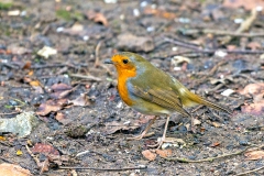 European Robin [Erithacus rubecula melophilus]