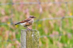 Northern Wheatear [Oenanthe oenanthe oenanthe]
