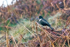 Ring Ouzel [Turdus torquatus torquatus]