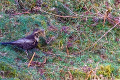 Ring Ouzel [Turdus torquatus torquatus]