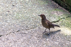 Common Blackbird [Turdus merula merula]