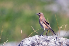 Northern Wheatear [Oenanthe oenanthe oenanthe]