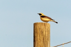 Western Black-eared Wheatear [Oenanthe hispanica]