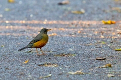 Olive Thrush [Turdus olivaceus transvaalensis]
