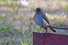 Creamy-bellied Thrush [Turdus amaurochalinus]
