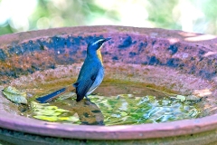 Cape Robin-Chat [Dessonornis caffer caffer]