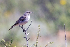 Karoo Chat [Emarginata schlegelii pollux]