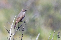 Karoo Chat [Emarginata schlegelii pollux]
