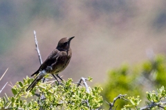 Mountain Chat [Myrmecocichla monticola monticola]