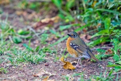 Orange Ground Thrush [Geokichla gurneyi disruptans]