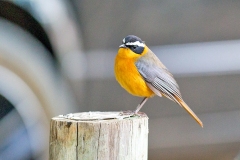 White-browed Robin-Chat [Cossypha heuglini heuglini]