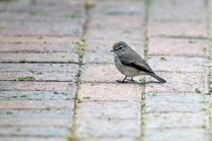 African Dusky Flycatcher [Muscicapa adusta adusta]