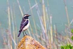 Buff-streaked Chat [Campicoloides bifasciatus]
