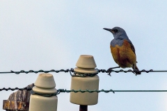 Sentinel Rock Thrush [Monticola explorator tenebriformis]