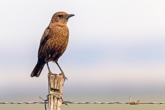 Ant-eating Chat [Myrmecocichla formicivora]