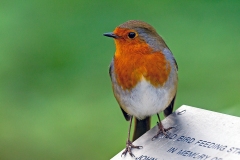 European Robin [Erithacus rubecula melophilus]