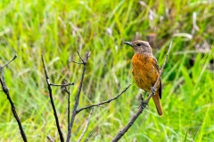 Cape Rock Thrush [Monticola rupestris]