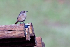 Familiar Chat [Oenanthe familiaris actuosa]