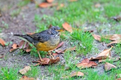 Olive Thrush [Turdus olivaceus culminans]