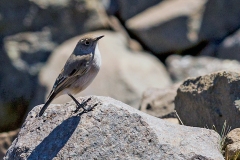 Sickle-winged Chat [Emarginata sinuata hypernephela]