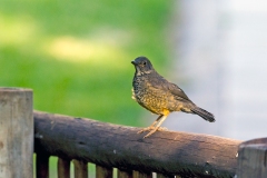 Olive Thrush [Turdus olivaceus culminans]