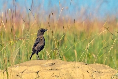 Ant-eating Chat [Myrmecocichla formicivora]