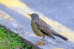 Austral Thrush [Turdus falcklandii magellanicus]