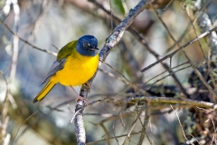 White-starred Robin [Pogonocichla stellata transvaalensis]