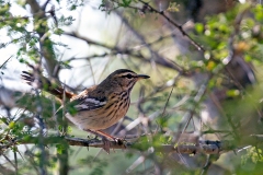 White-browed Scrub Robin [Cercotrichas leucophrys leucophrys]