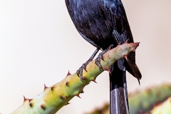 Southern Black Flycatcher [Melaenornis pammelaina pammelaina]