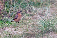 Northern Wheatear [Oenanthe oenanthe oenanthe]