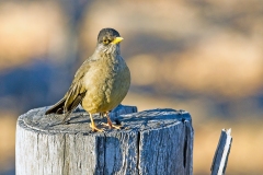 Austral Thrush [Turdus falcklandii magellanicus]