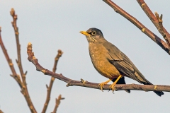 Austral Thrush [Turdus falcklandii magellanicus]