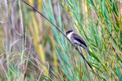 Swamp Flycatcher [Muscicapa aquatica infulata]