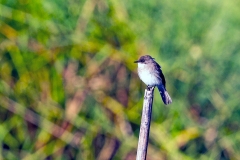 Swamp Flycatcher [Muscicapa aquatica infulata]