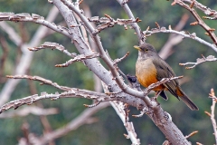 Rufous-bellied Thrush [Turdus rufiventris rufiventris]
