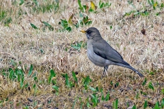 Creamy-bellied Thrush [Turdus amaurochalinus]